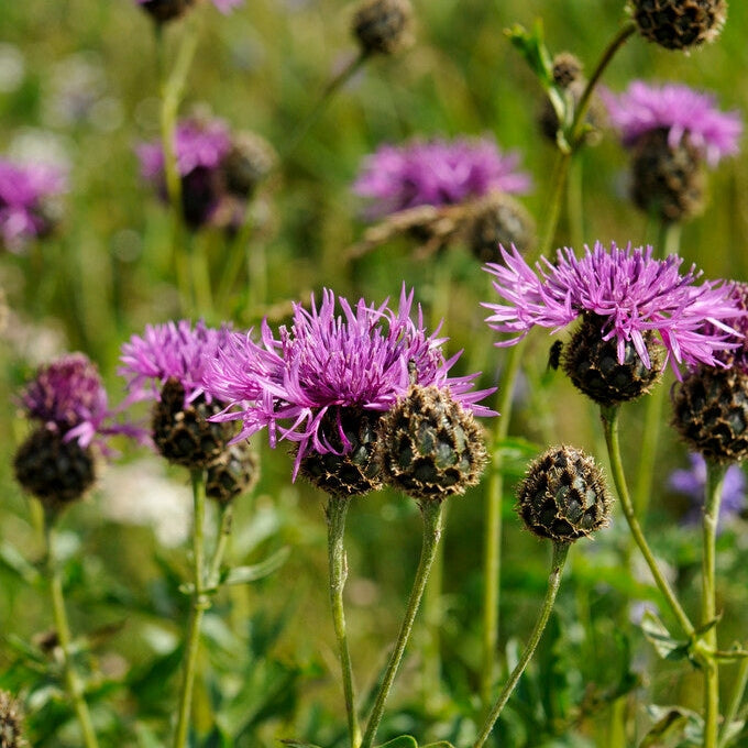 Centaurea Scabiosa 1-pakke